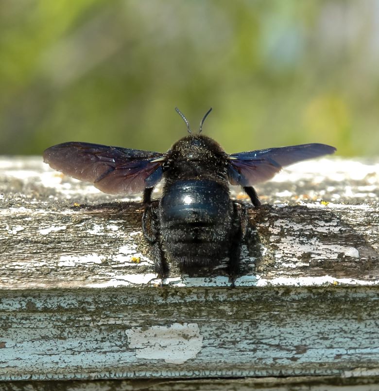 Do Carpenter Bees Sting?